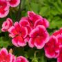 Geranium – Calliope Large Rose Mega Splash – 12″ Fiber Hanging Basket